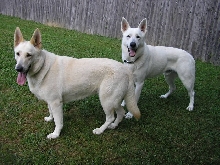 Zehra and Ruger