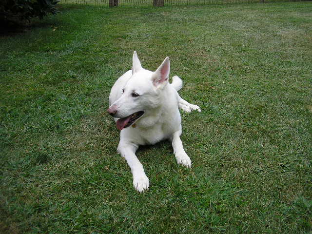 Sassy Ivory Lady
