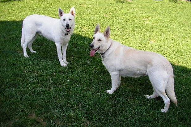 Ruger and Zehra