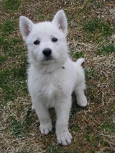 "Baby" at 6 wks. old