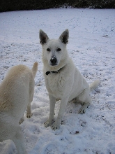 snow nose