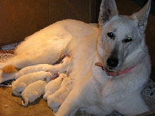 Zehra and her babies