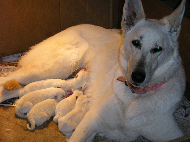 Zehra and her babies