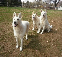 Hidden Hill White Shepherds