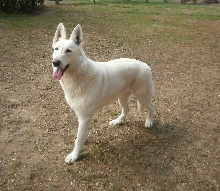 Hidden Hill's White Rose