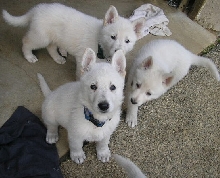 Pups at 6 wks old