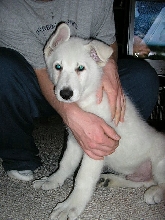 Chester
