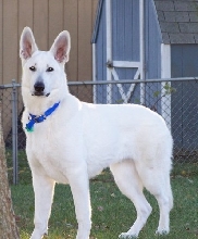 Ruger and Zehra's son, Corey