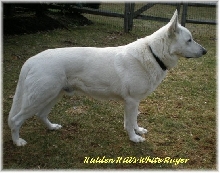 Ruger
