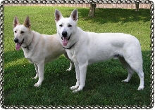 Ruger and Zehra