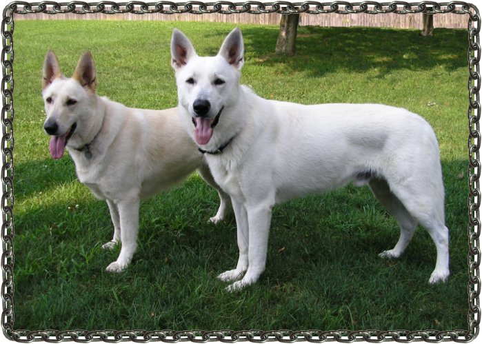 Ruger and Zehra