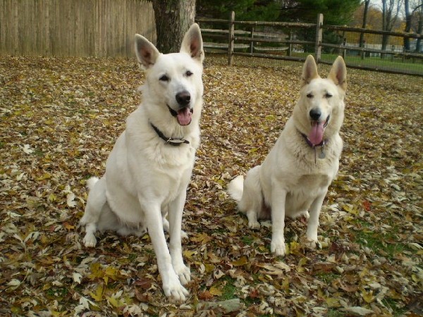Ruger and Zehra in the leaves