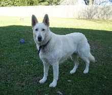 Sandhill's Twist of Fate  "Zehra"