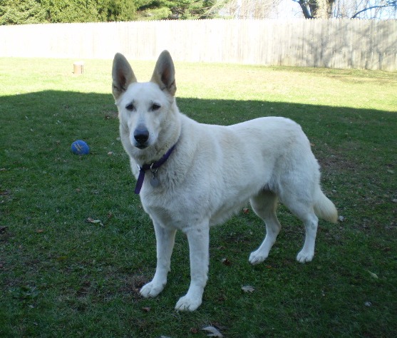 Sandhill's Twist of Fate  "Zehra"