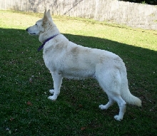 Sandhill's Twist of Fate  "Zehra"