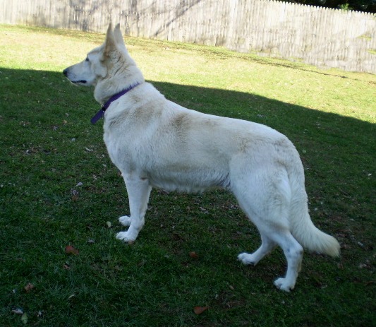 Sandhill's Twist of Fate  "Zehra"