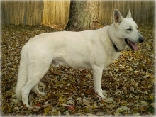 Ruger