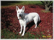 Ruger in the leaves