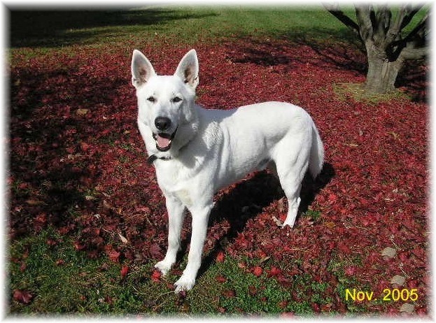 Ruger in the leaves
