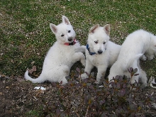 Babs and Bubba at 6 wks
