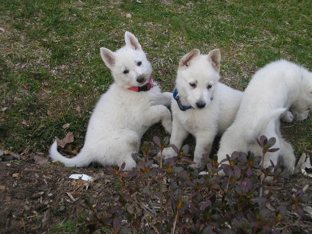 Babs and Bubba at 6 wks