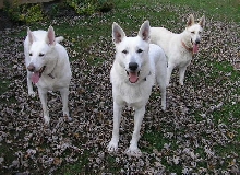 Hidden Hill White Shepherds