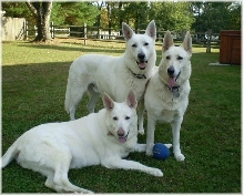 Hidden Hill White Shepherds