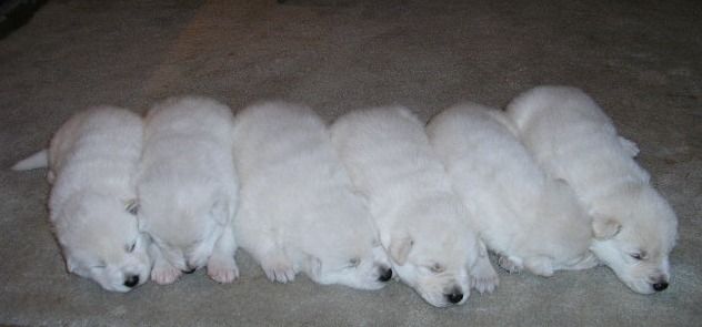 My kind of a six pack