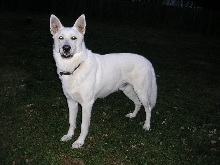 Ruger in the dark