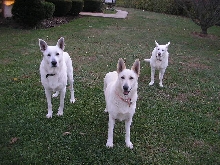 Zehra and Ruger
