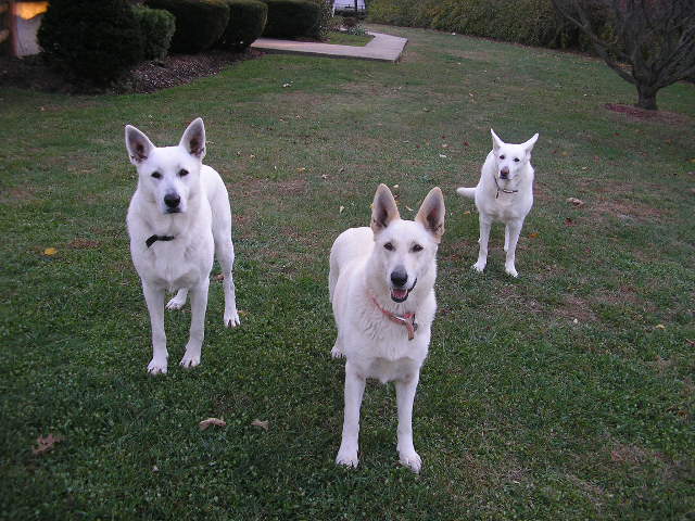 Zehra and Ruger