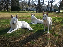 Ruger, Rose and Zehra