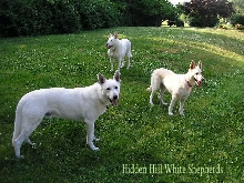 Hidden Hill White Shepherds