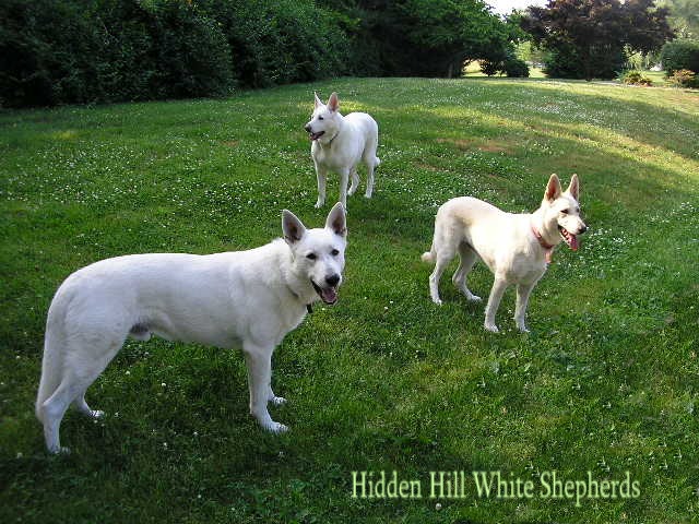 Hidden Hill White Shepherds