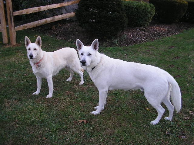 Zehra and Ruger