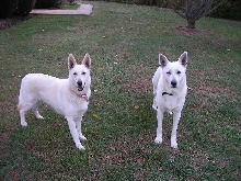 Zehra and Ruger