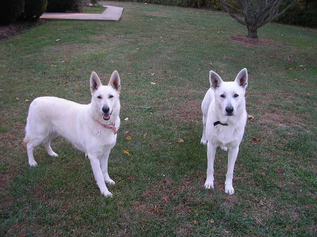 Zehra and Ruger