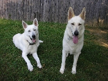 Zehra and Ruger
