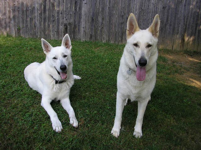 Zehra and Ruger