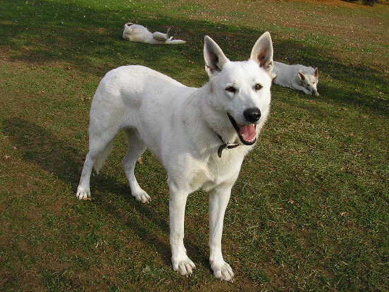 Ruger