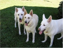 Ruger, Zehra and Sassy