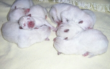 Precious babies