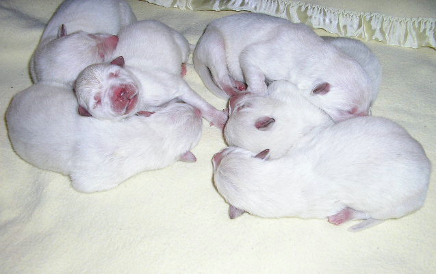 Precious babies