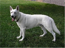 Ruger