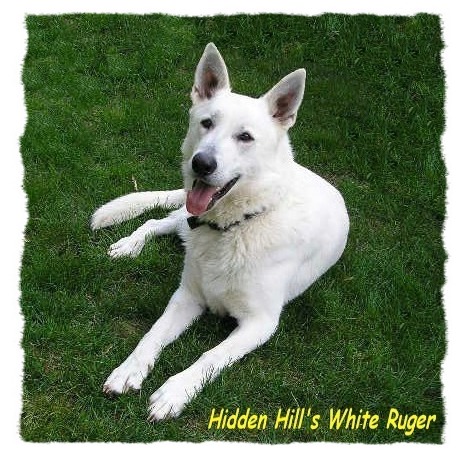 Hidden Hill's White Ruger