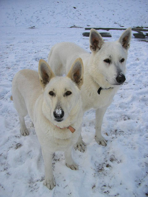 Zehra and Ruger