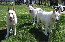 Three Amigos