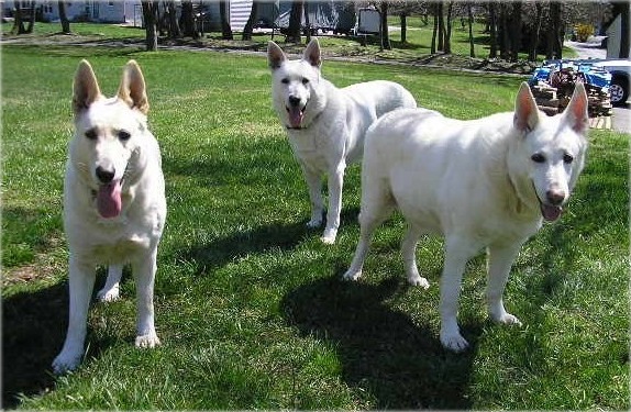 Three Amigos