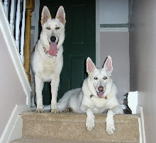 The Girls