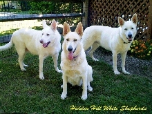 Hidden Hill White Shepherds